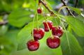 Секреты успешной обрезки вишни: как обеспечить себе богатый урожай