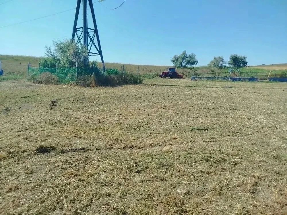 В Анапе продолжается борьба с амброзией В Анапе продолжается борьба с амброзией