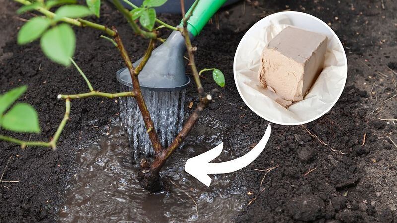 Секреты пышного цветения роз