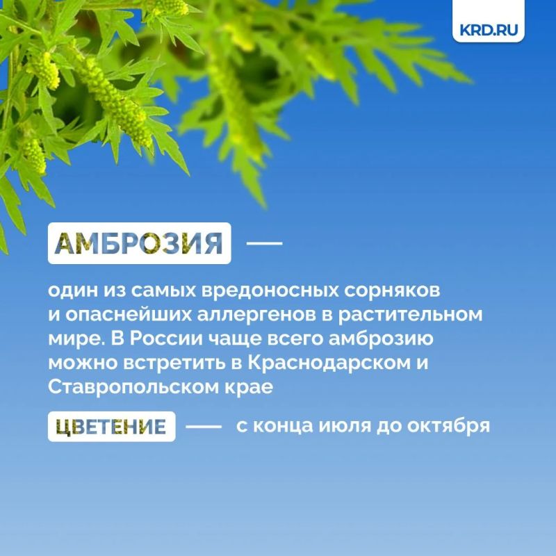 Установившаяся тёплая погода является благоприятными условиями для роста карантинной растительности Установившаяся тёплая погода является благоприятными условиями для роста карантинной растительности