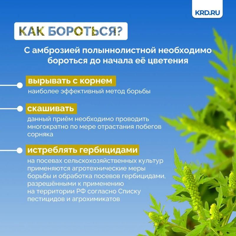 Установившаяся тёплая погода является благоприятными условиями для роста карантинной растительности Установившаяся тёплая погода является благоприятными условиями для роста карантинной растительности
