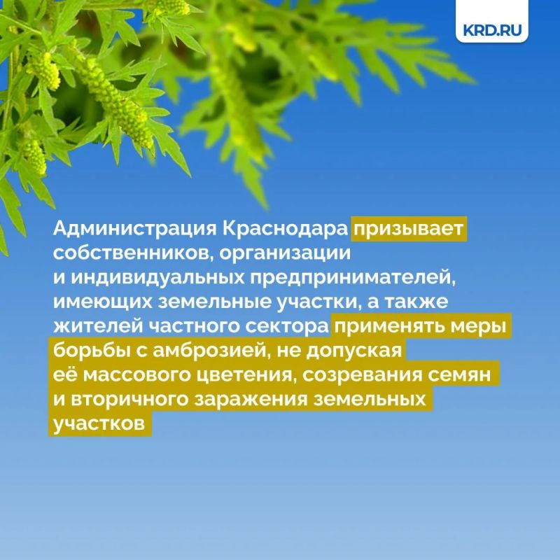 Установившаяся тёплая погода является благоприятными условиями для роста карантинной растительности Установившаяся тёплая погода является благоприятными условиями для роста карантинной растительности