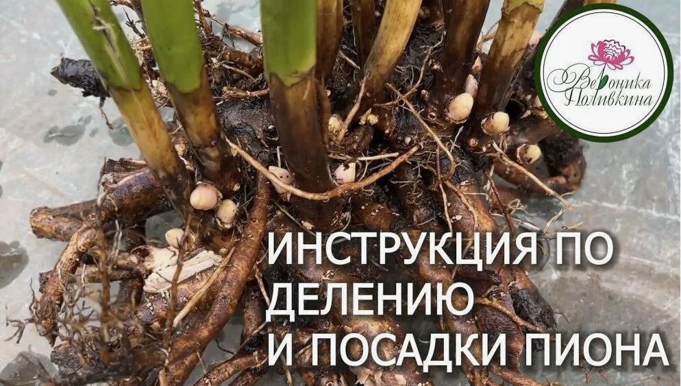 Как омолодить пионы: секреты правильной пересадки и деления кустов