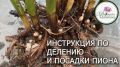 Как омолодить пионы: секреты правильной пересадки и деления кустов
