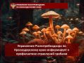 Управление Роспотребнадзора по Краснодарскому краю информирует о профилактике отравлений грибами