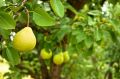 Летняя обрезка груш: секреты, которые удваивают урожай