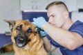 Укол в один конец. Вакцина Мультикан-8: собаки массово гибнут после прививки