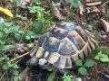 Из “каменных джунглей” в дикую природу: еще одна черепаха Никольского вернулась в заповедный лес