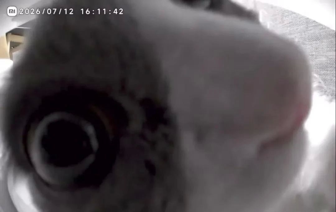 В соцсетях завирусилось видео с умной кормушкой, которая напомнила коту про обед В соцсетях завирусилось видео с умной кормушкой, которая напомнила коту про обед