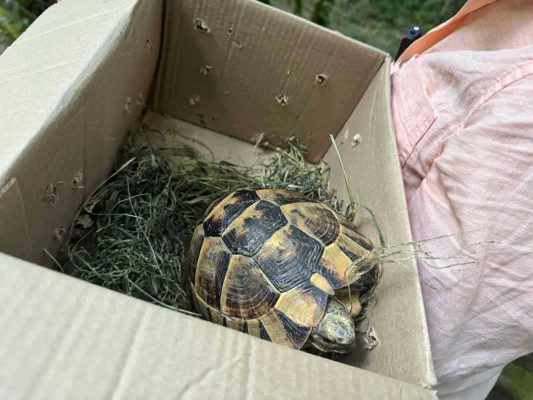 Из “каменных джунглей” в дикую природу: еще одна черепаха Никольского вернулась в заповедный лес Из “каменных джунглей” в дикую природу: еще одна черепаха Никольского вернулась в заповедный лес