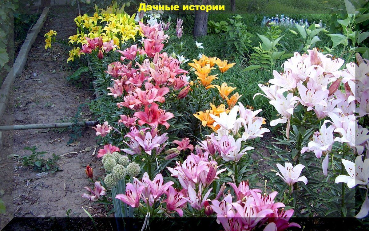 Секреты успешной посадки лилий: как добиться великолепного цветения