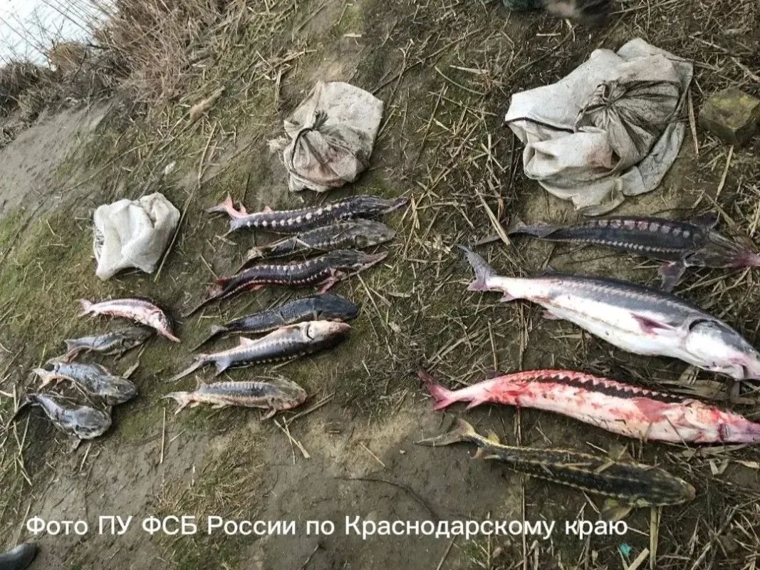 В Темрюке рыбака осудили за вылов осетровых