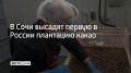 Первую в России плантацию какао планируют высадить в Сочи