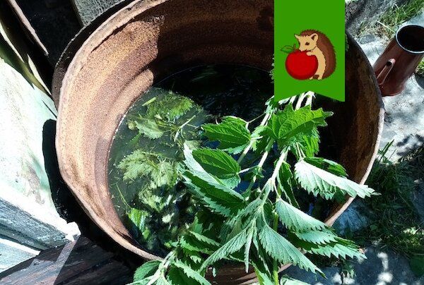 Растения, которых лучше не поливать крапивным настоем