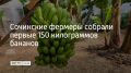Первый урожай бананов собрали на плантации в Адлерском районе Сочи