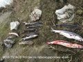 Жадный рыболов попал под суд в Темрюкском районе