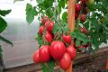Профи советуют: выбираем томаты Лапочка для идеального урожая