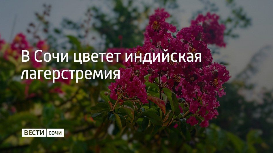 В сочинском парке "Дендрарий" зацвела лагерстремия индийская, или сочинская сирень