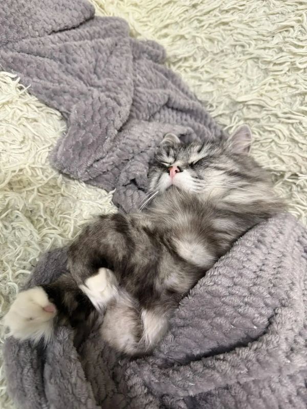 А кто это спит, хотя пора собираться в школу?