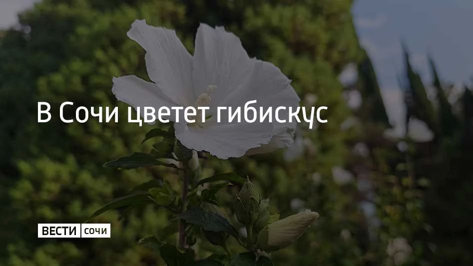 В Сочи цветет гибискус. Гибискус изменчивый — это уникальное растение за один день меняет цвет лепестков: утром они белоснежные, к середине дня розовеют, а к вечеру становятся насыщенно-пурпурными