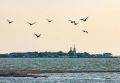 Азовское море стало почти таким же соленым, как Черное: что происходит с рыбой и медузами