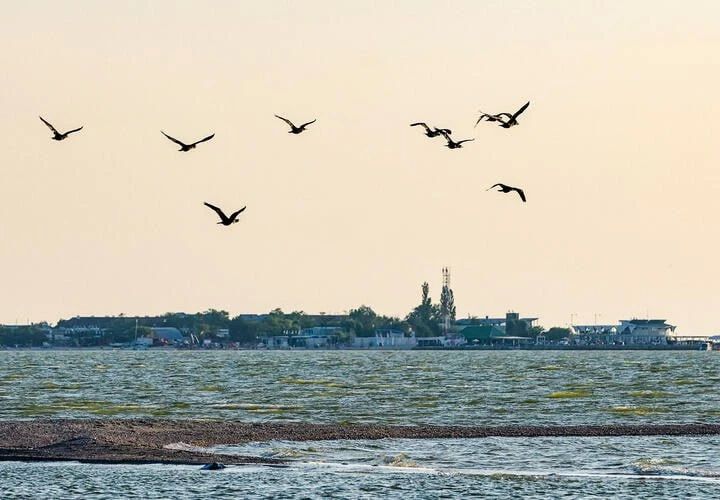 Азовское море стало почти таким же соленым, как Черное: что происходит с рыбой и медузами