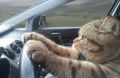 Россиянам могут разрешить въезд в Китай на своих машинах