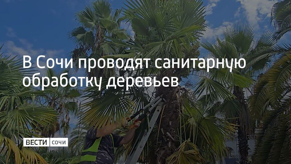 В Сочи проводят санитарную обработку деревьев