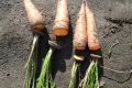 Как правильно обрезать морковь для хранения: секреты здоровья овощей