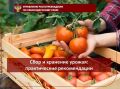 Сбор и хранение урожая: практические рекомендации