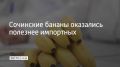 Сочинские бананы оказались полезнее импортных