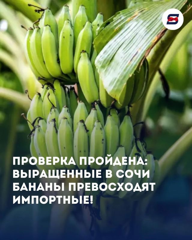 Сочинские бананы прошли лабораторные испытания — и впечатлили результатами