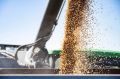 Аграрии Краснодара собрали 64,5 тысяч тонн зерна
