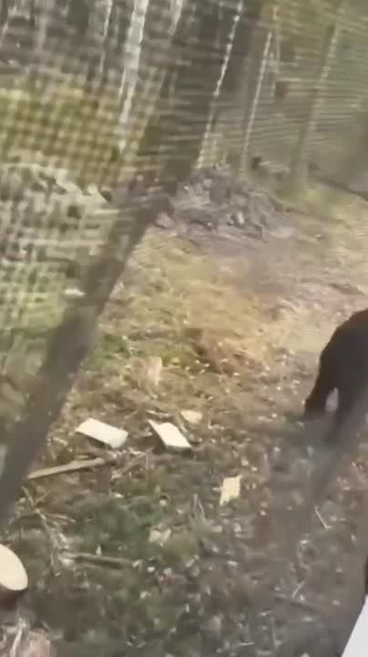 Отвлёк хлебом и сбежал от медведя!