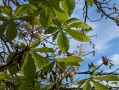 Сбой биоритмов: на Кубани в сентябре зацвели каштаны