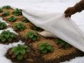 Ошибки садоводов: как избежать гибели клубники в зимний период