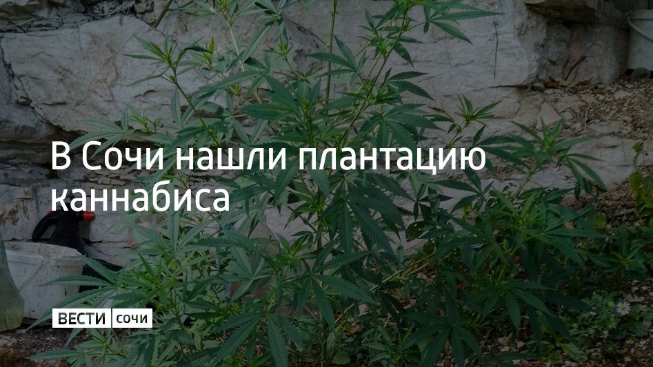 В Лазаревском районе Сочи задержали 55-летнего местного жителя, которого подозревают в хранении и выращивании запрещенных растений, сообщили в полиции курорта 20 сентября