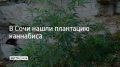 В Лазаревском районе Сочи задержали 55-летнего местного жителя, которого подозревают в хранении и выращивании запрещенных растений, сообщили в полиции курорта 20 сентября
