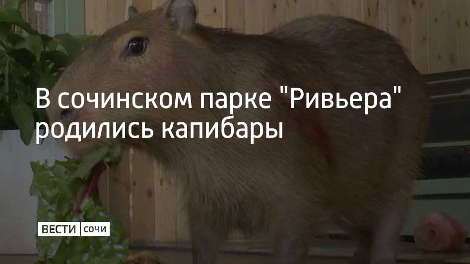 В сочинском парке "Ривьера" родились капибары