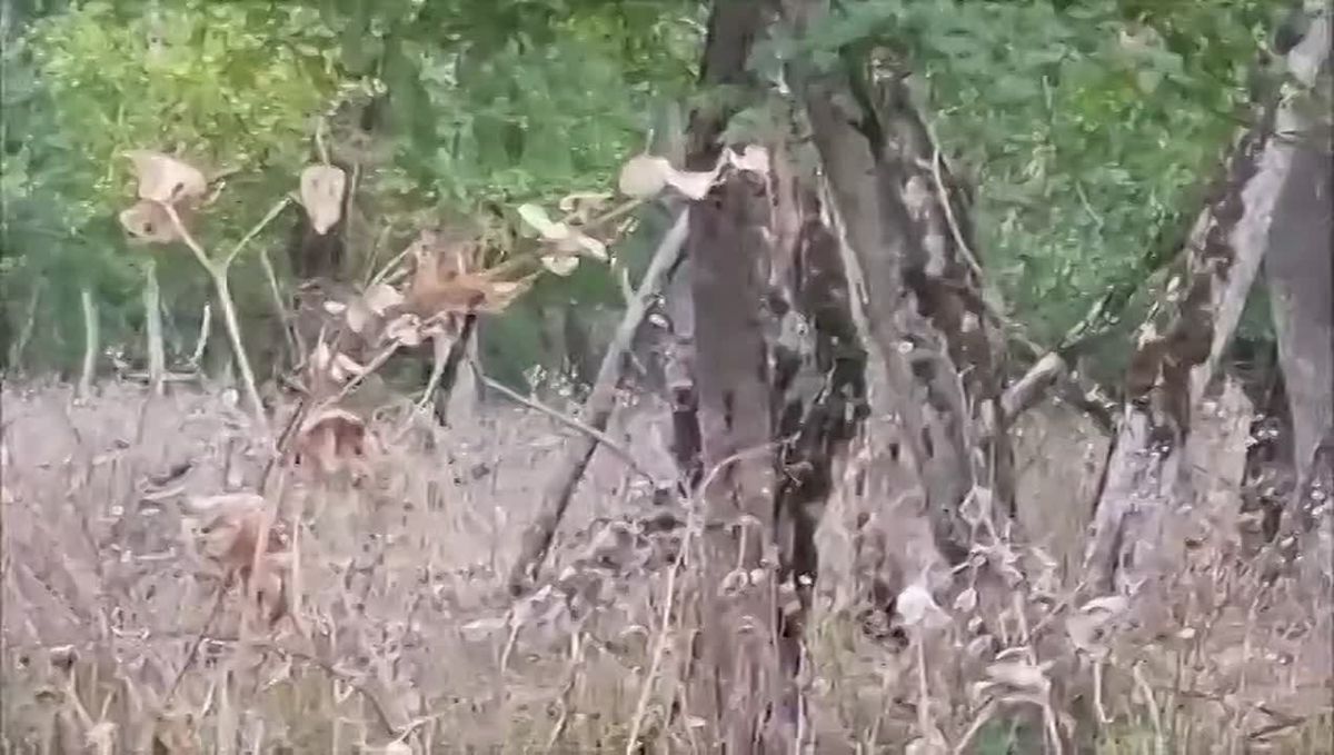 В заказнике «Красный лес» громко!