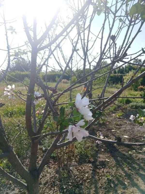 Белые лепестки вопреки календарю: На Кубани в конце сентября повторно зацвела вишня Белые лепестки вопреки календарю: На Кубани в конце сентября повторно зацвела вишня