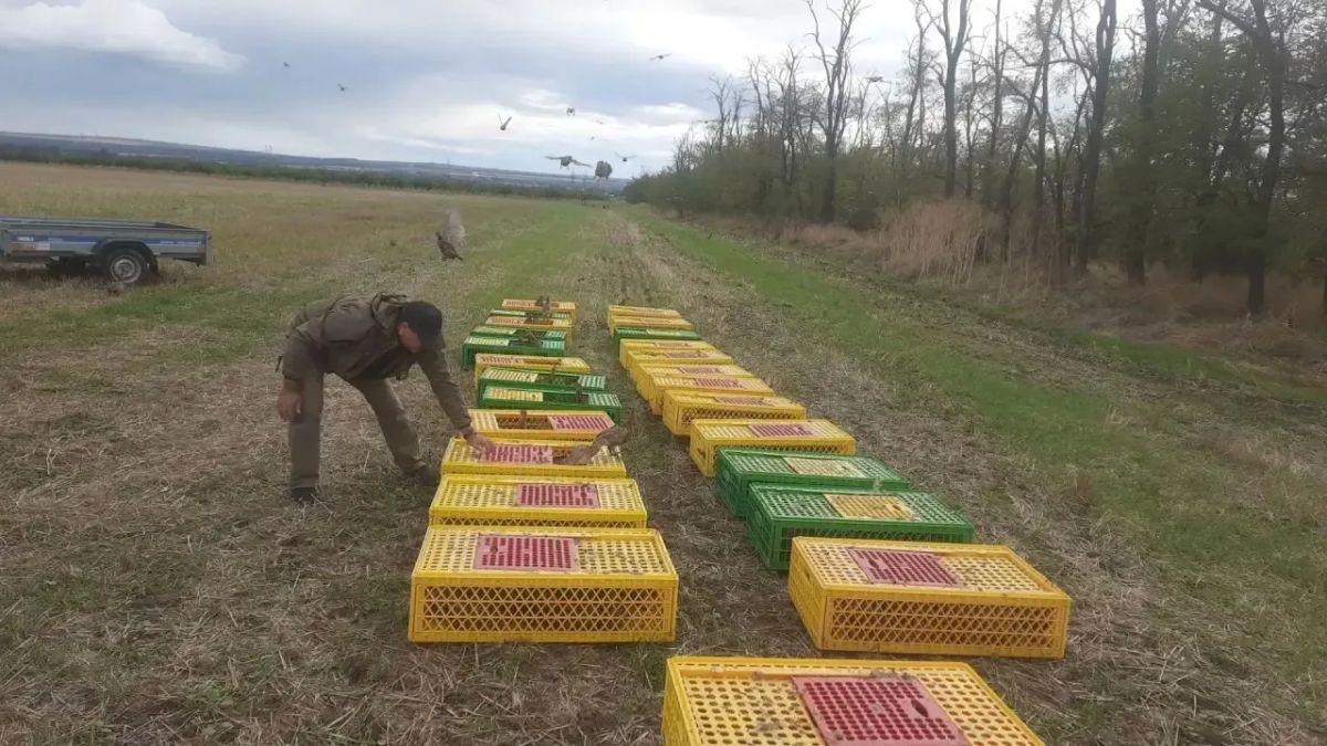 СЕНТЯБРЬСКИЙ ОСЕННИЙ ВЫПУСК ФАЗАНОВ СЕНТЯБРЬСКИЙ ОСЕННИЙ ВЫПУСК ФАЗАНОВ