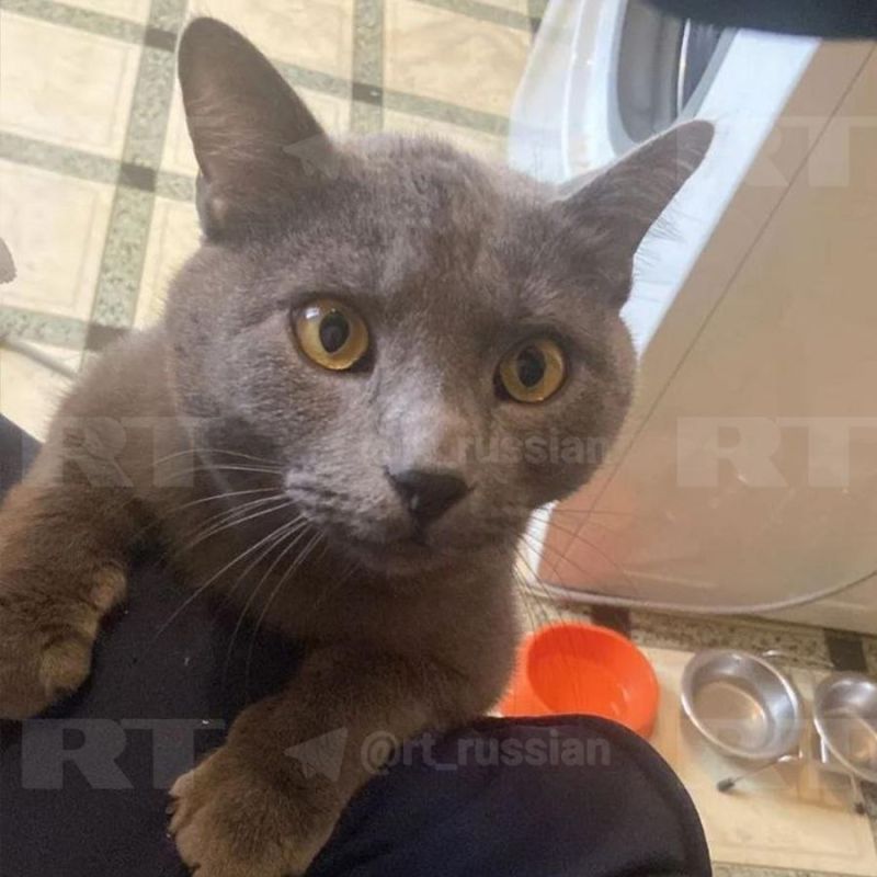 Кот убежал при погрузке багажа в аэропорту Краснодара
