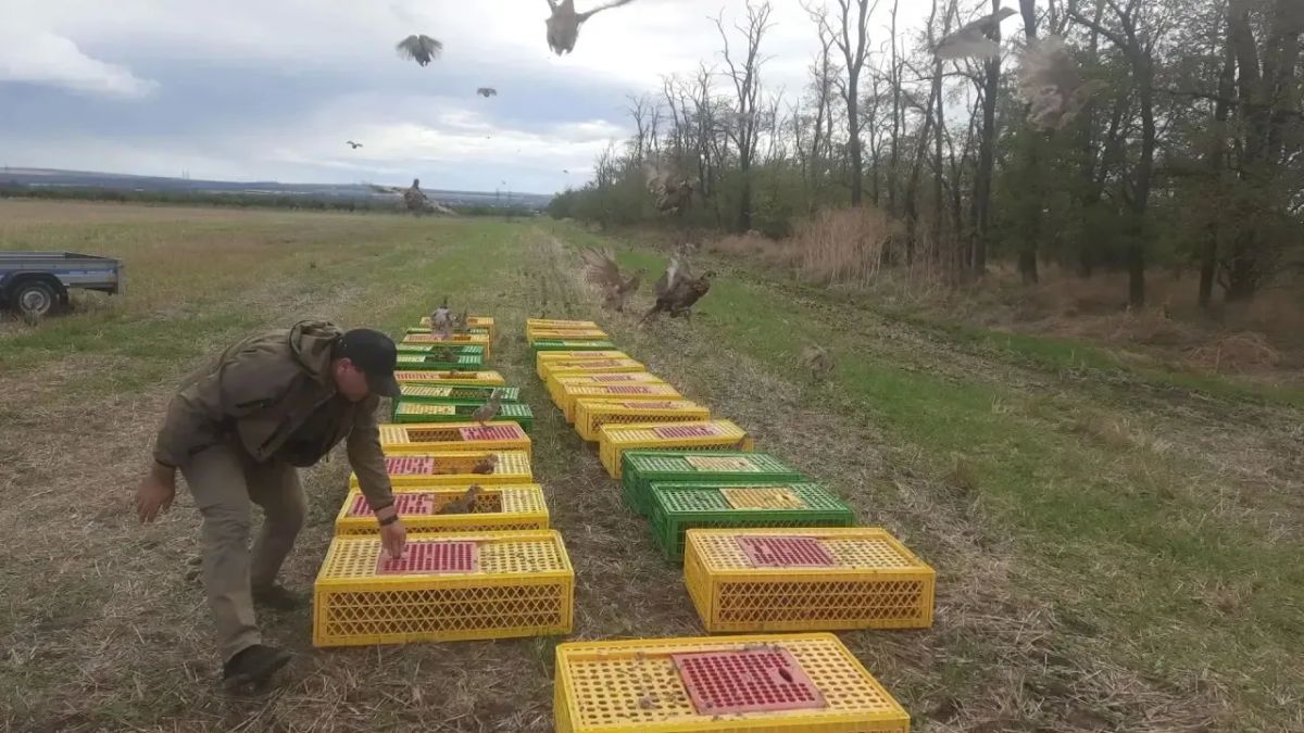 СЕНТЯБРЬСКИЙ ОСЕННИЙ ВЫПУСК ФАЗАНОВ СЕНТЯБРЬСКИЙ ОСЕННИЙ ВЫПУСК ФАЗАНОВ