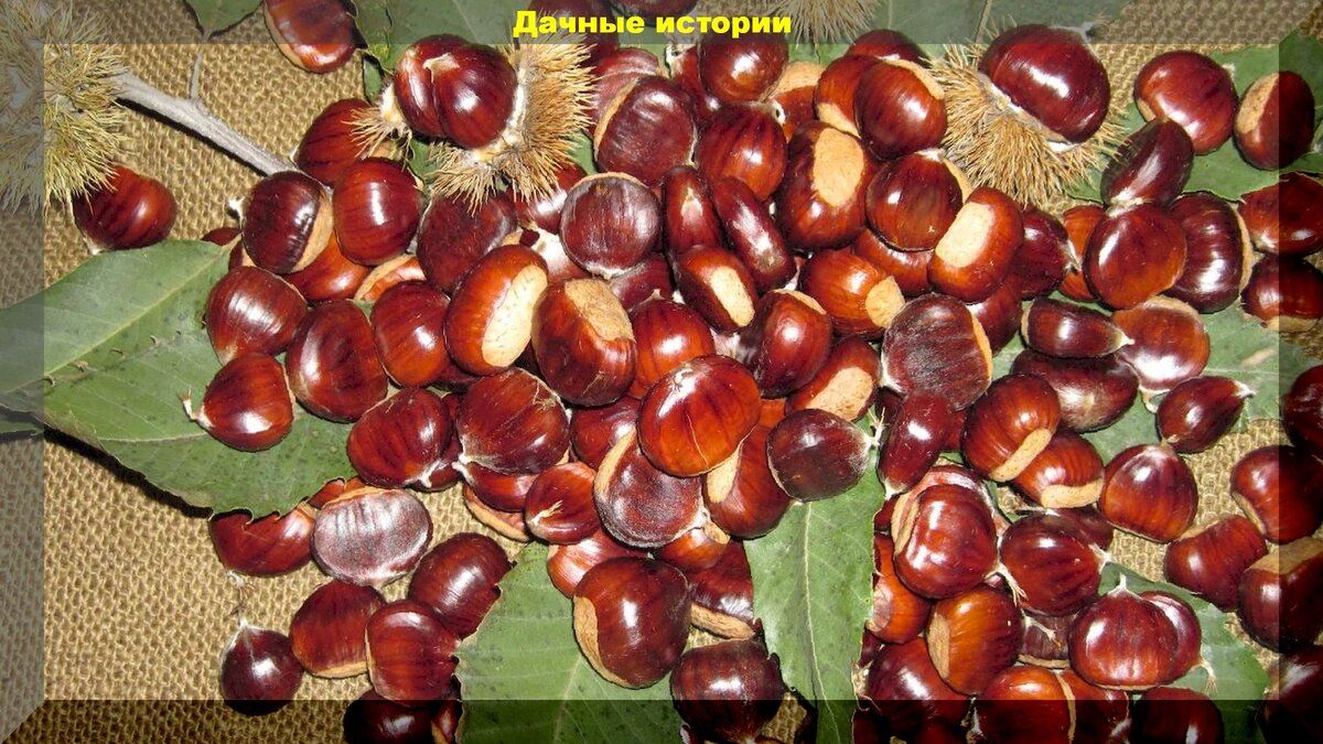 Каштан съедобный: выращиваем экзотику на дачном участке