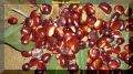 Каштан съедобный: выращиваем экзотику на дачном участке
