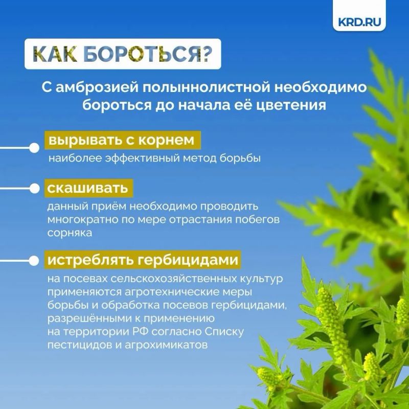Как бороться с амброзией, куда сообщить о необходимости покоса и какая ответственность грозит за несоблюдение правил борьбы с сорняком – всё это рассказали в наших карточках Как бороться с амброзией, куда сообщить о необходимости покоса и какая ответственность грозит за несоблюдение правил борьбы с сорняком – всё это рассказали в наших карточках