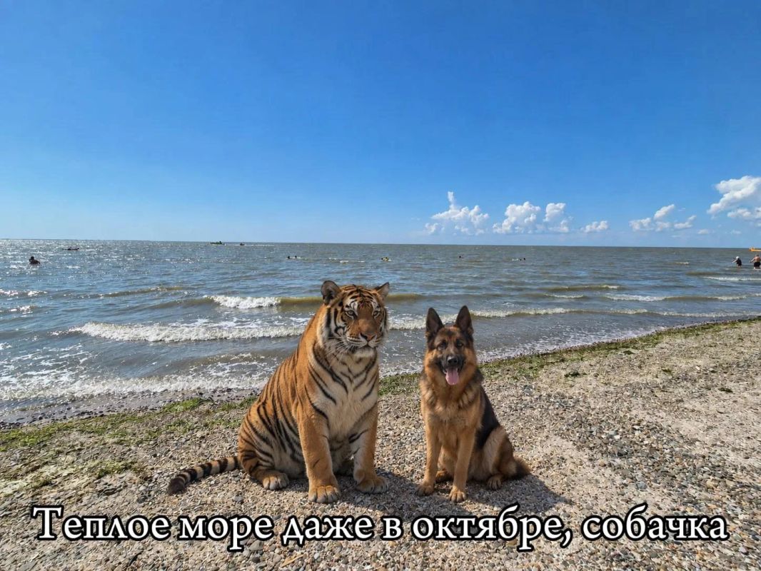 Вот такие вот дела, собачка Вот такие вот дела, собачка