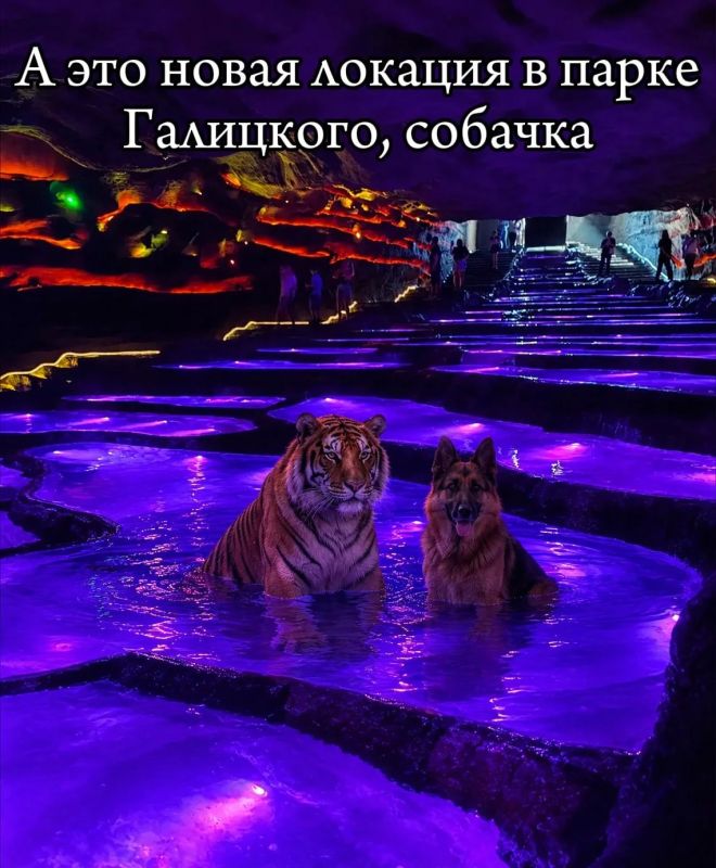Вот такие вот дела, собачка Вот такие вот дела, собачка