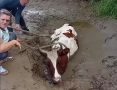 В Кавказском районе спасли корову, увязшую в трясине